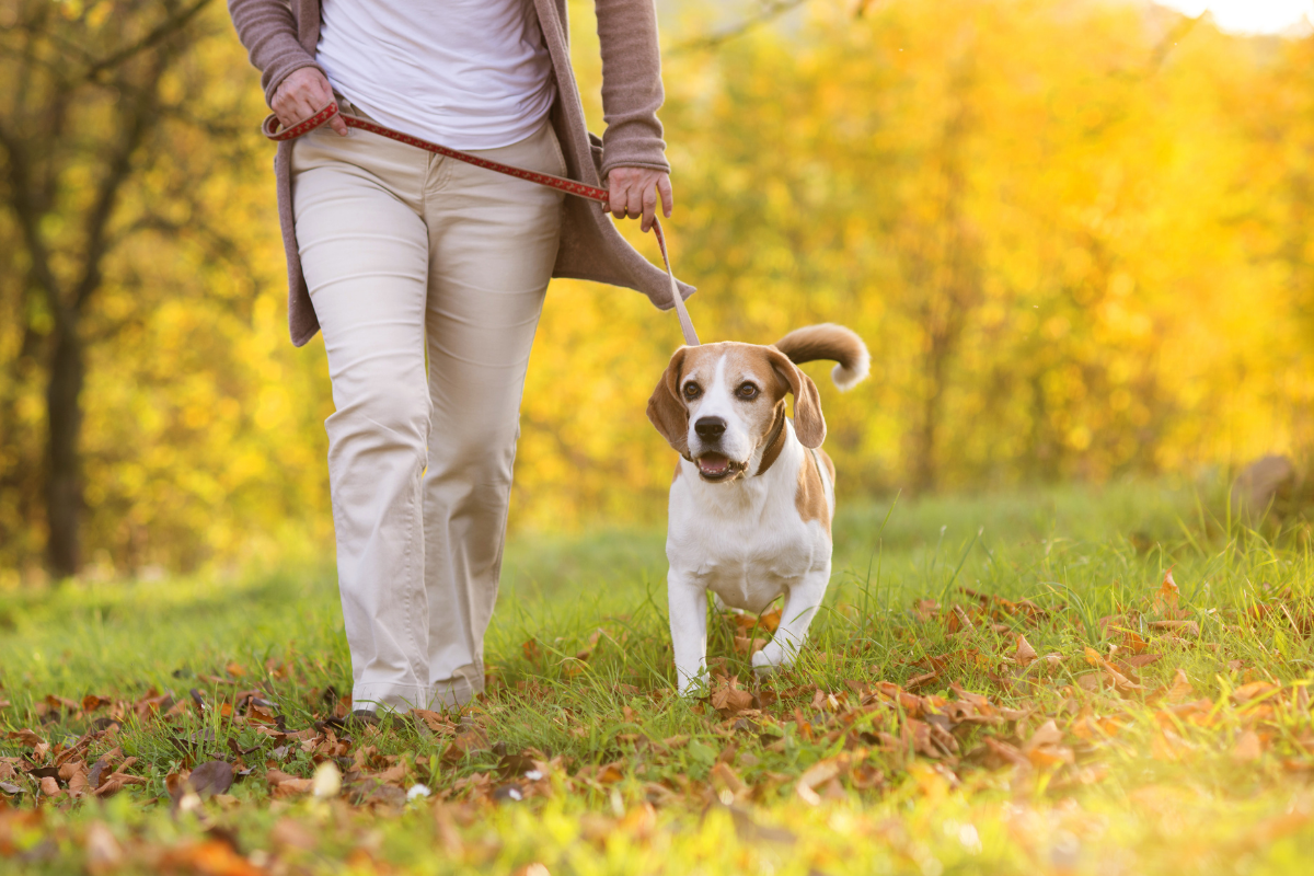 Dog friendly walking routes Colchester.