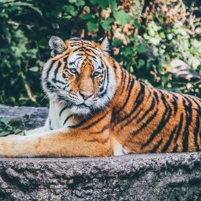 Colchester Zoo