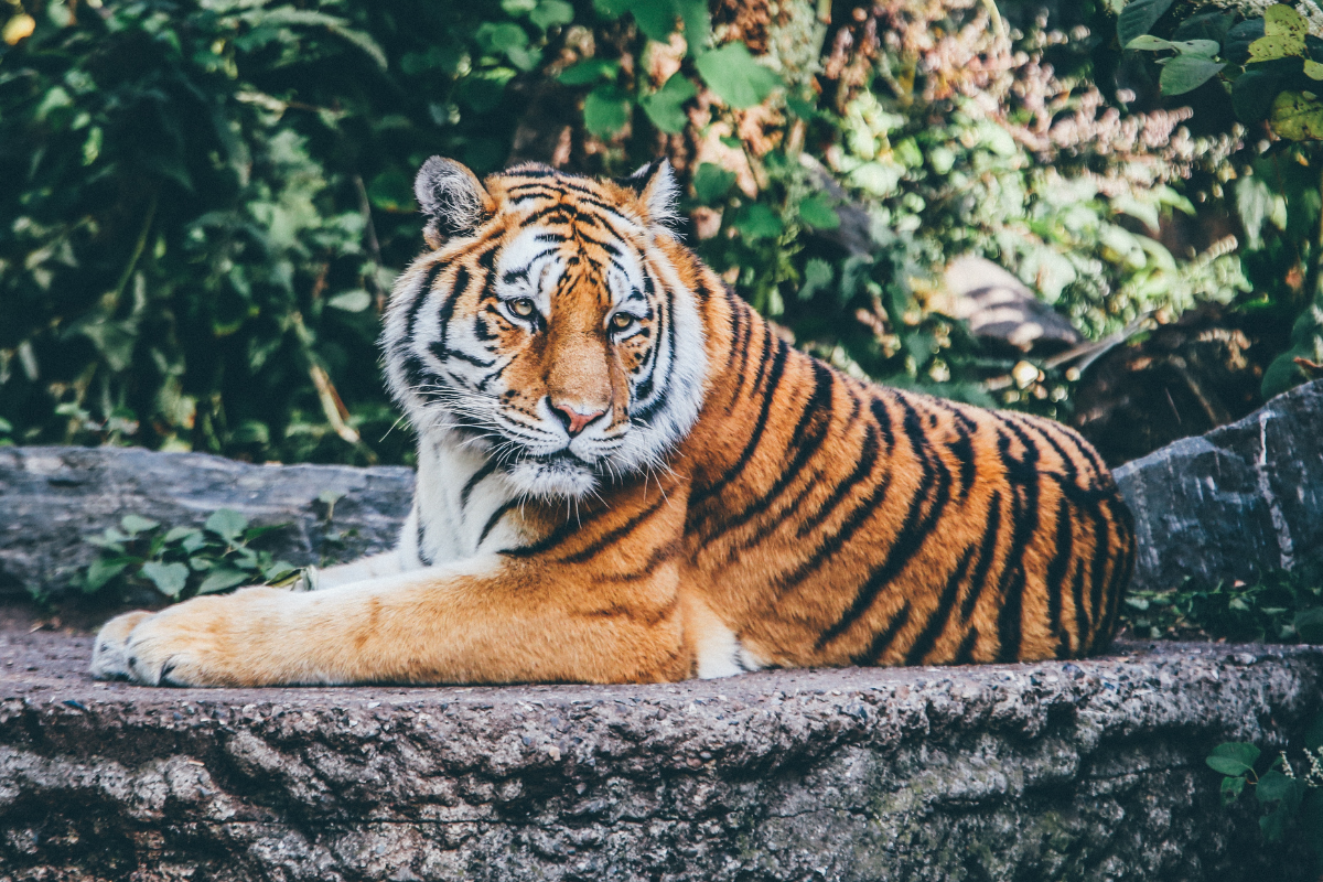 Colchester Zoo.