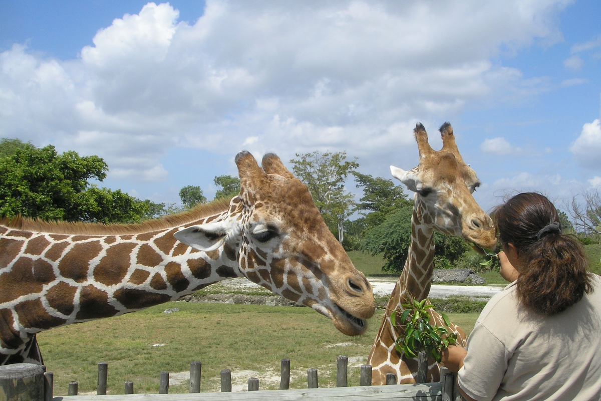 Colchester Zoo.