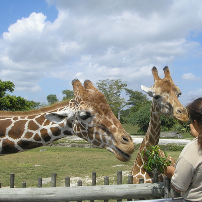 Colchester Zoo