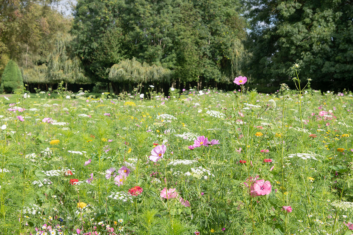 Sustainable events in Colchester.